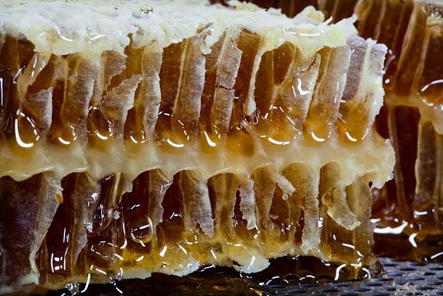 Honey Drip Photograph by Keith Shriner - Fine Art America