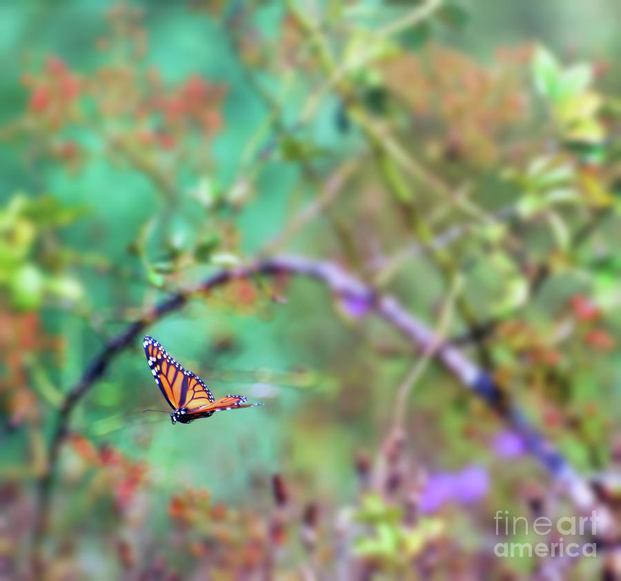 Honey From the Moment - Monarch Butterfly in Flight Photograph by Kerri Farley