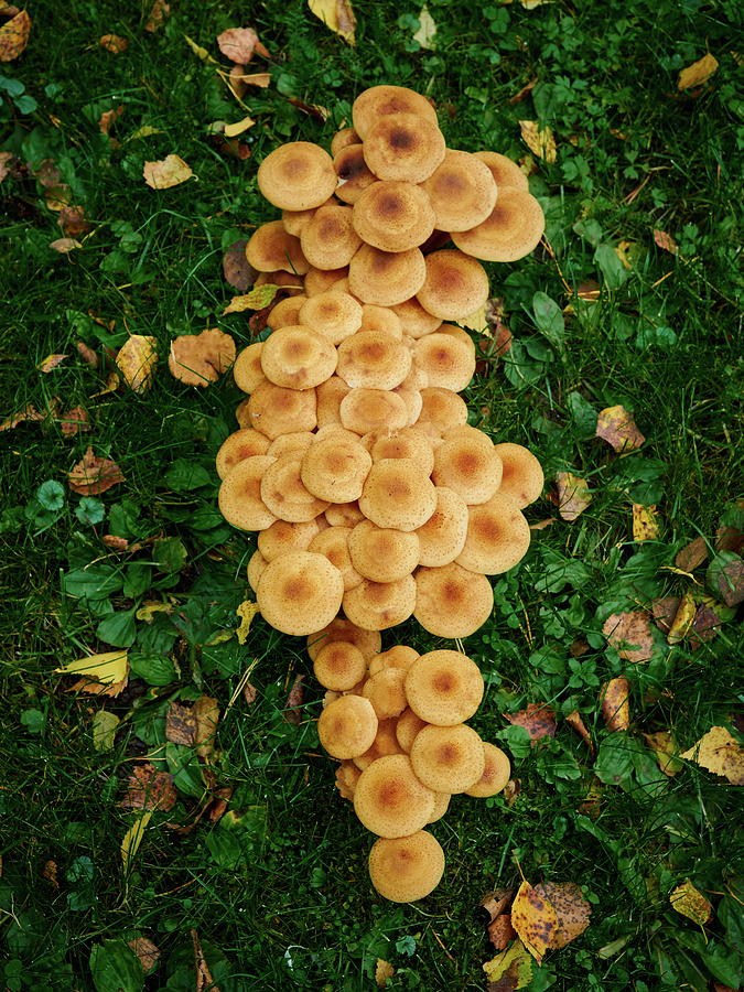 Honey Fungus Photograph by Jouko Lehto