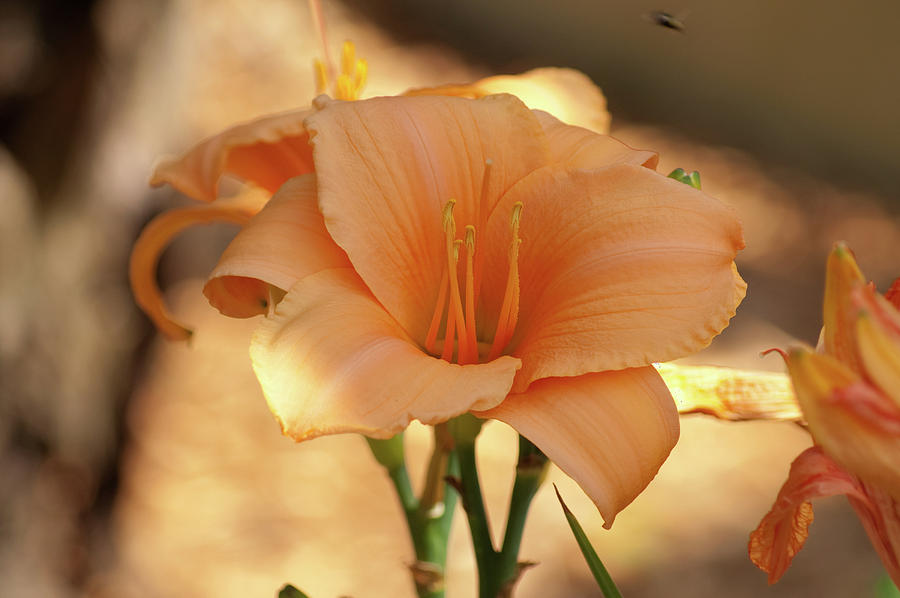 Lily Photograph - Honey Gold by Craig Hosterman