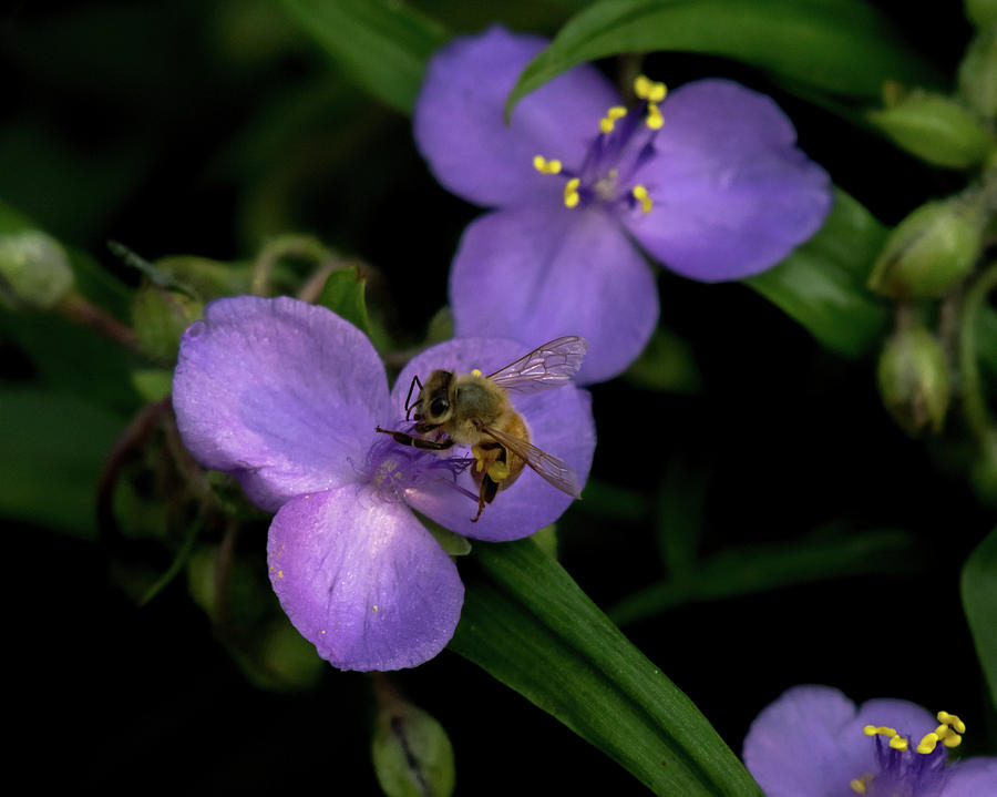 Honey Hunter Photograph by Phillip Beyser