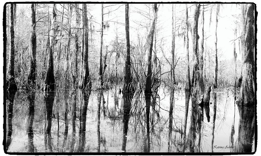 Honey Island Swamp BW Photograph by Trina Adams - Fine Art America