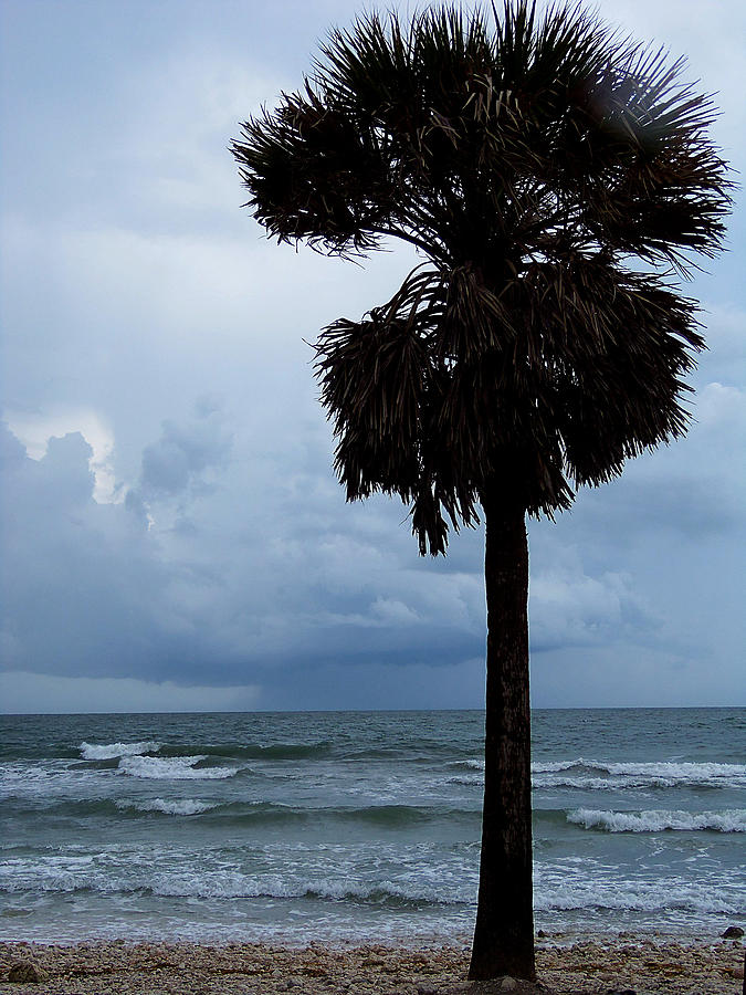 Honey Moon Island North Beach Palm  Photograph by Christopher Mercer