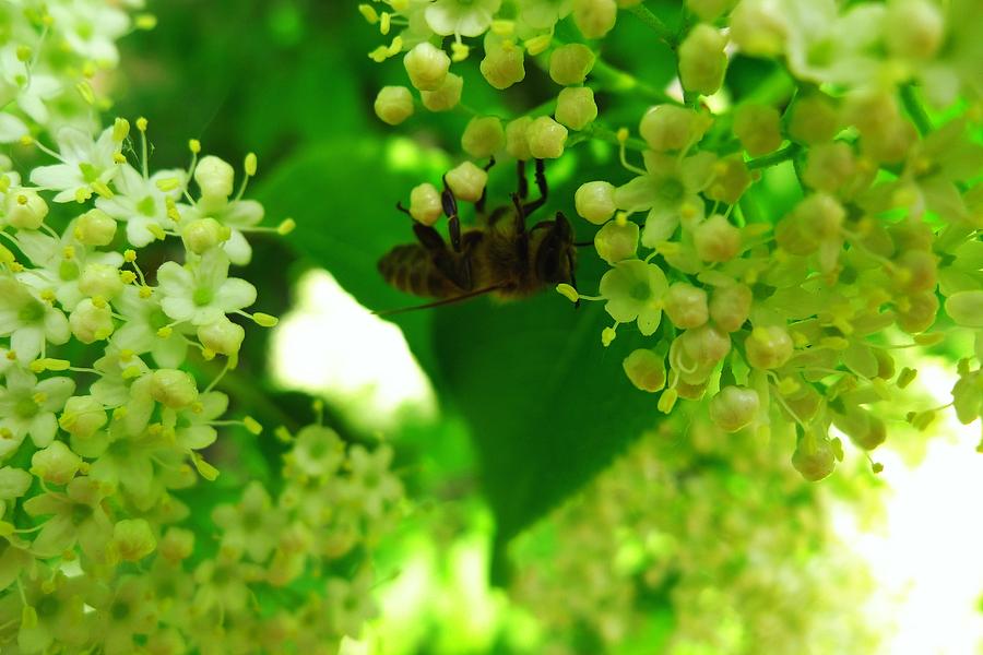 Honey Plants Bloom Photograph by Regina