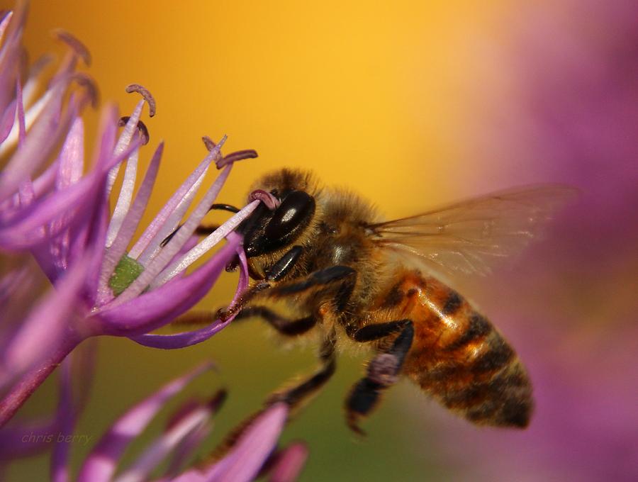 Honeybee and Allium Photograph by Chris Berry