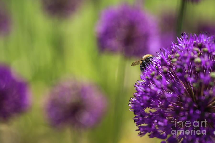 Honeybee and Allium Photograph by Eva Lechner