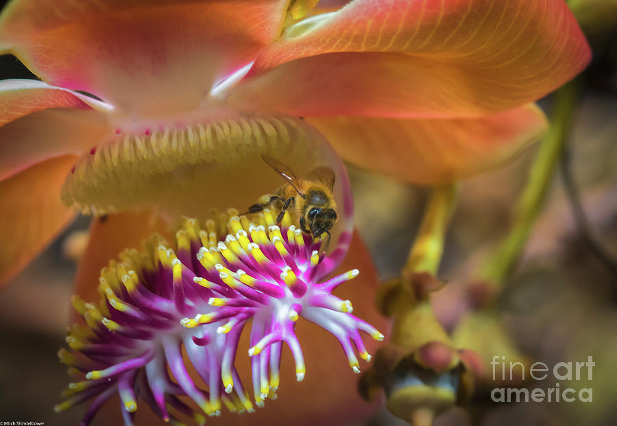 Honeybee And Cannonball Flower Photograph by Mitch Shindelbower
