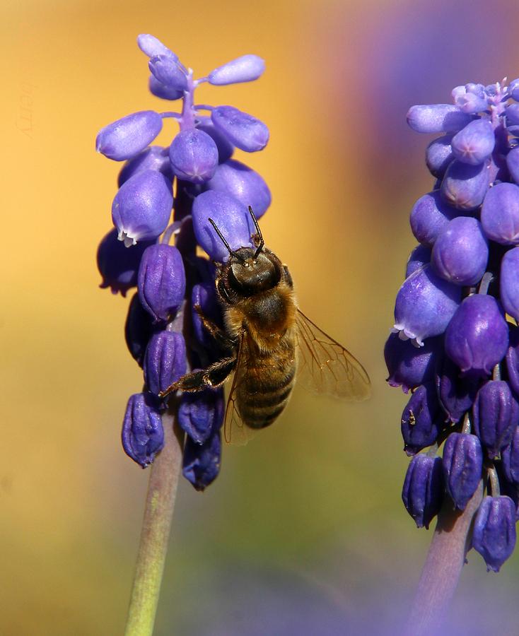 Honeybee and Grape Hyacinth Photograph by Chris Berry