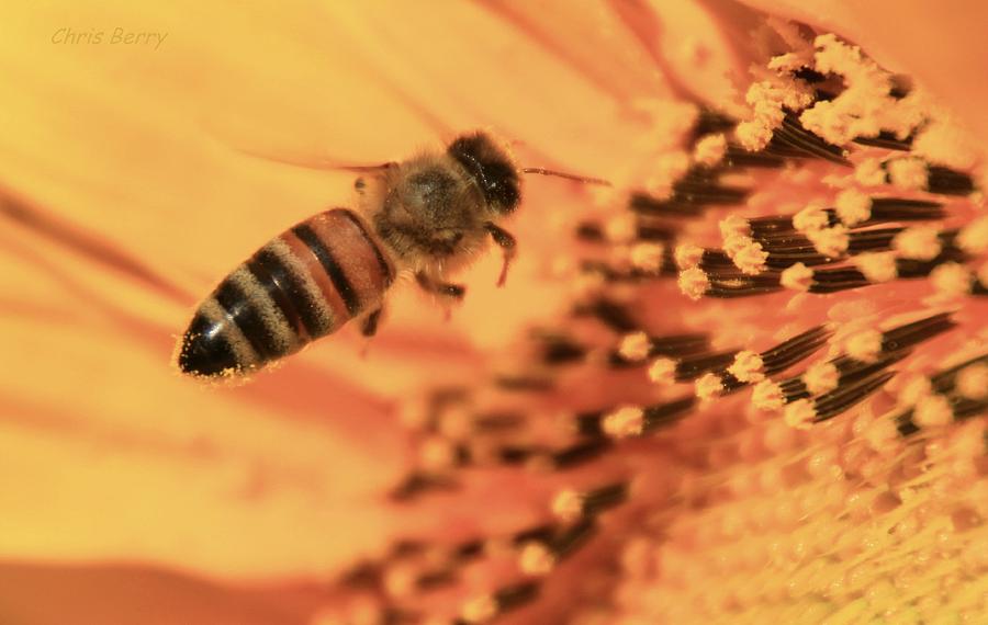 Honeybee and Sunflower Photograph by Chris Berry