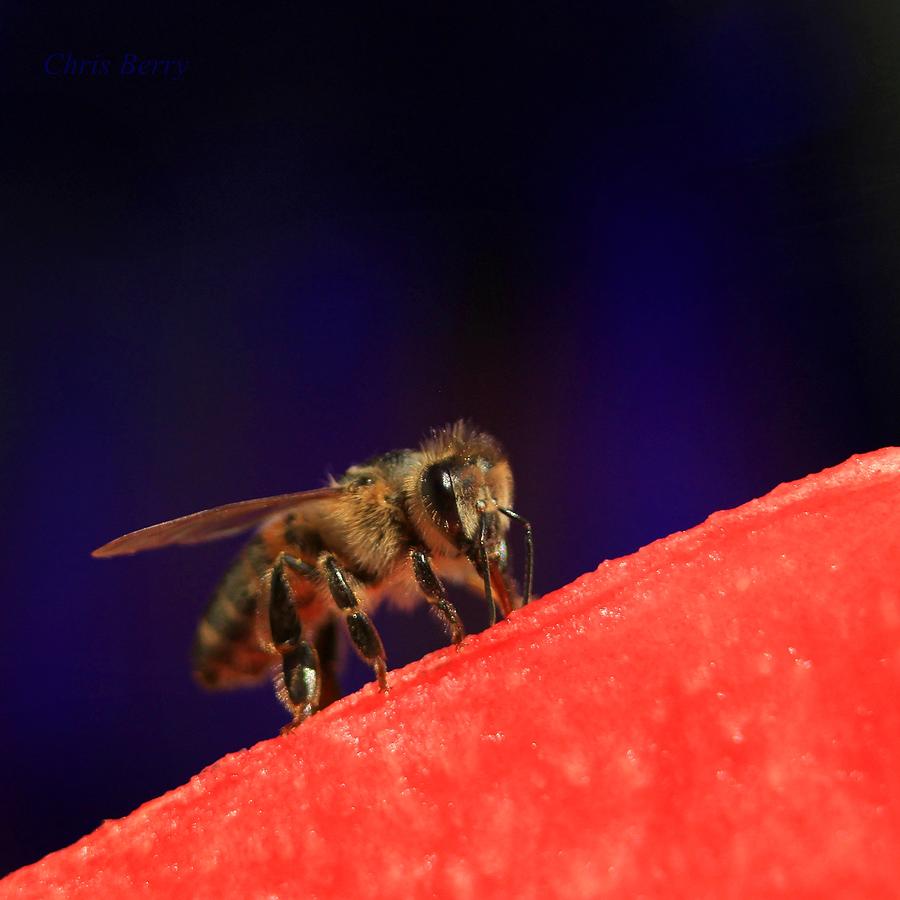 Honeybee and Watermelon Photograph by Chris Berry