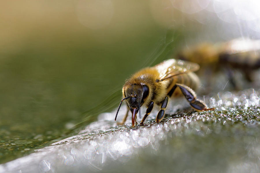 Honeybee Apis mellifera Drinking Photograph by Michael Russell