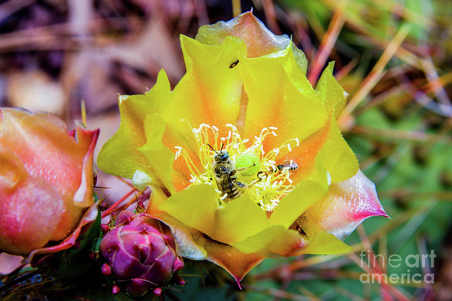 Cactus Photograph - Honeybee at Work by James Jones Cactus Photograph - Honeybee at Work by James Jones