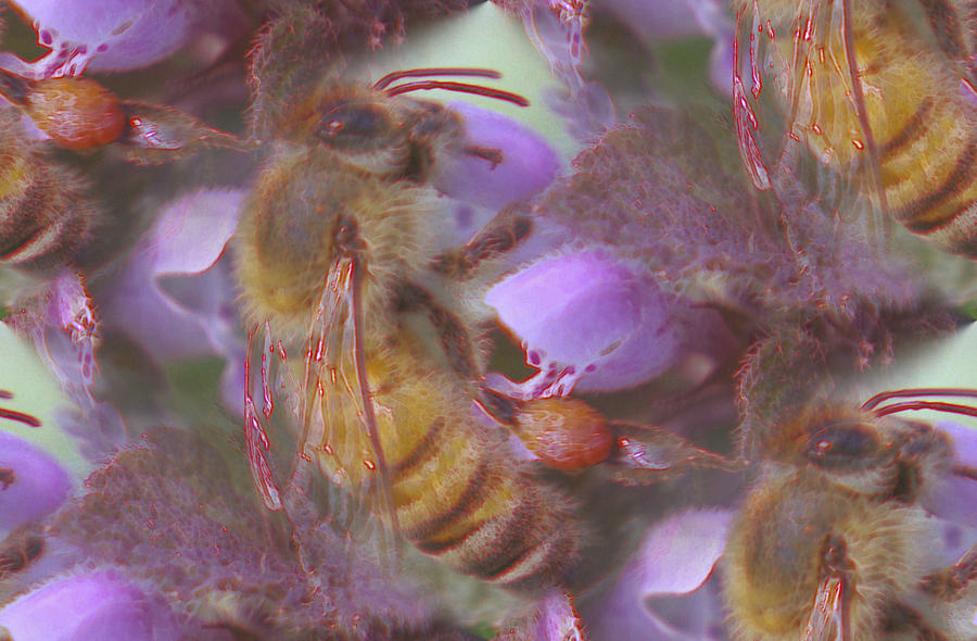 Honeybee at work  Photograph by Jeff Swan