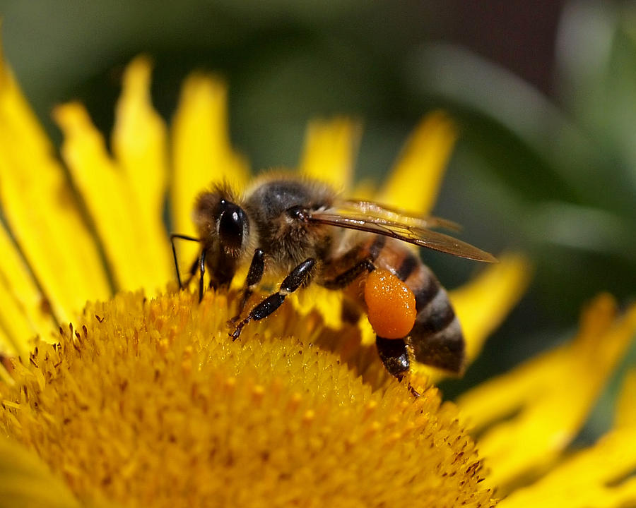 Bee Photograph - Honeybee at Work by Rona Black