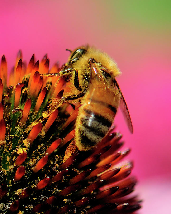 Honeybee Photograph by Betty LaRue