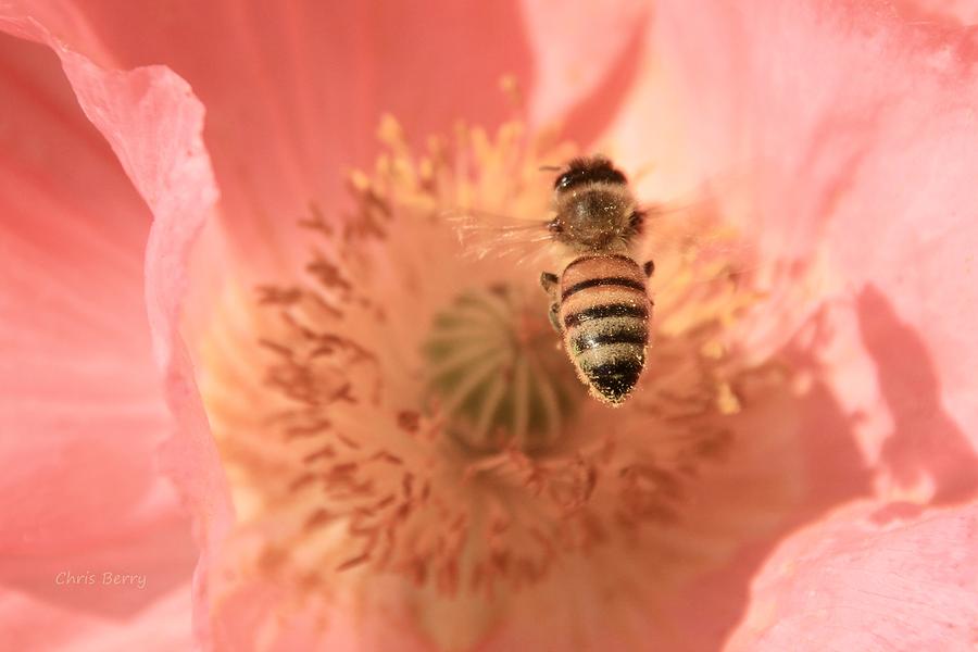 Honeybee Descending   Photograph by Chris Berry
