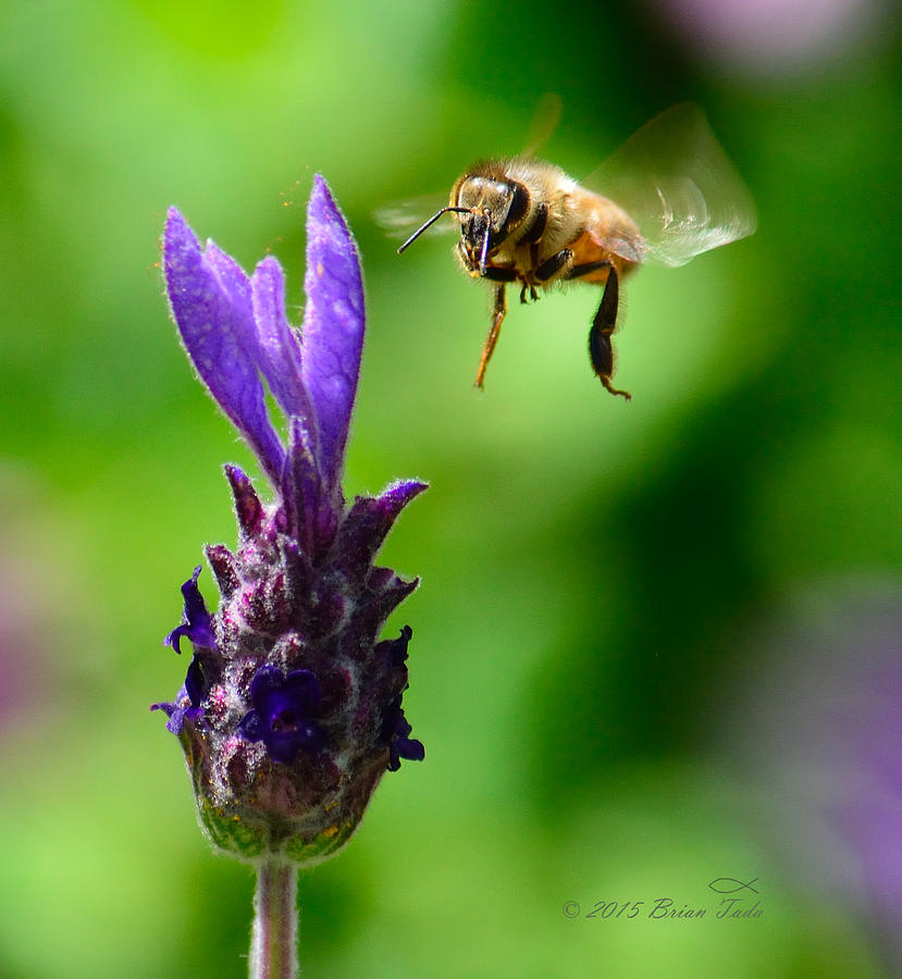 Honeybee and Lavendar Blossom Photograph by Brian Tada
