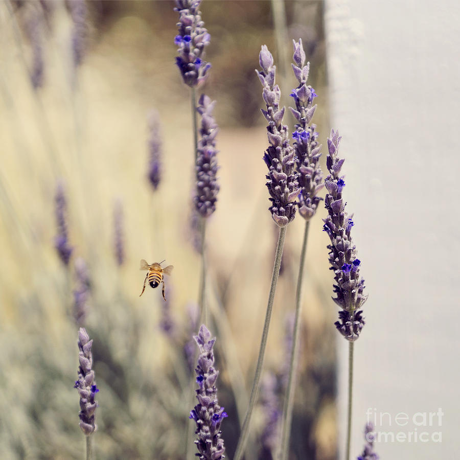 Honeybee flying by lavender Photograph by Cindy Garber Iverson