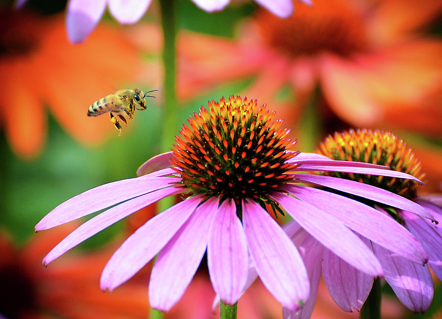 Honeybee Flying to a Coneflower Photograph by Rodney Campbell