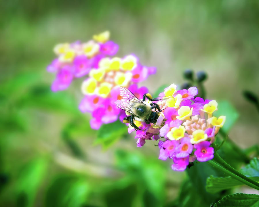 Honeybee Garden Photograph by Mark Andrew Thomas