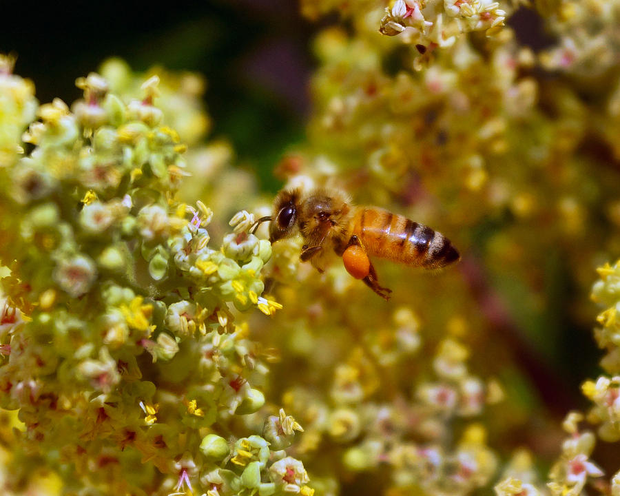 Staghorn Sumac Honeybee Harvest Photograph by Garrett Sheehan Fine