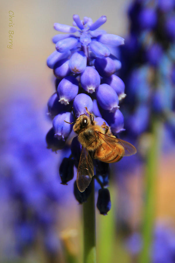 Honeybee in a Sea of Blue Photograph by Chris Berry