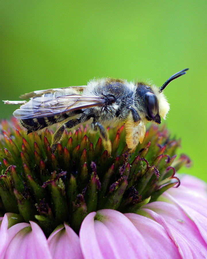 Honeybee in Coneflower Photograph by Alan Raasch