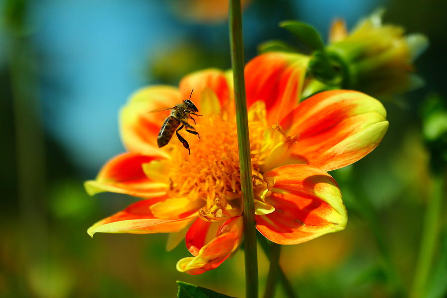 Honeybee in flight Photograph by Jeff Swan