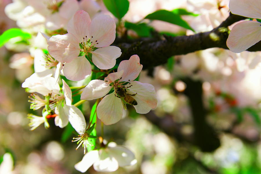 Honeybee in white blossoms Photograph by Jeff Swan