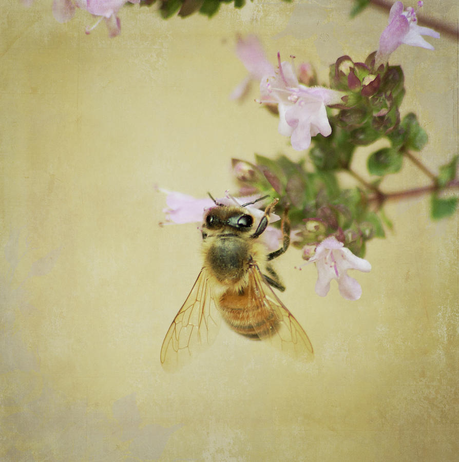 Honeybee  Photograph by Marilyn Wilson