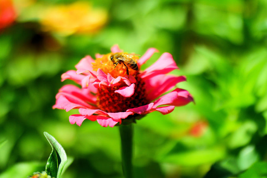 Honeybee On A Flower Photograph