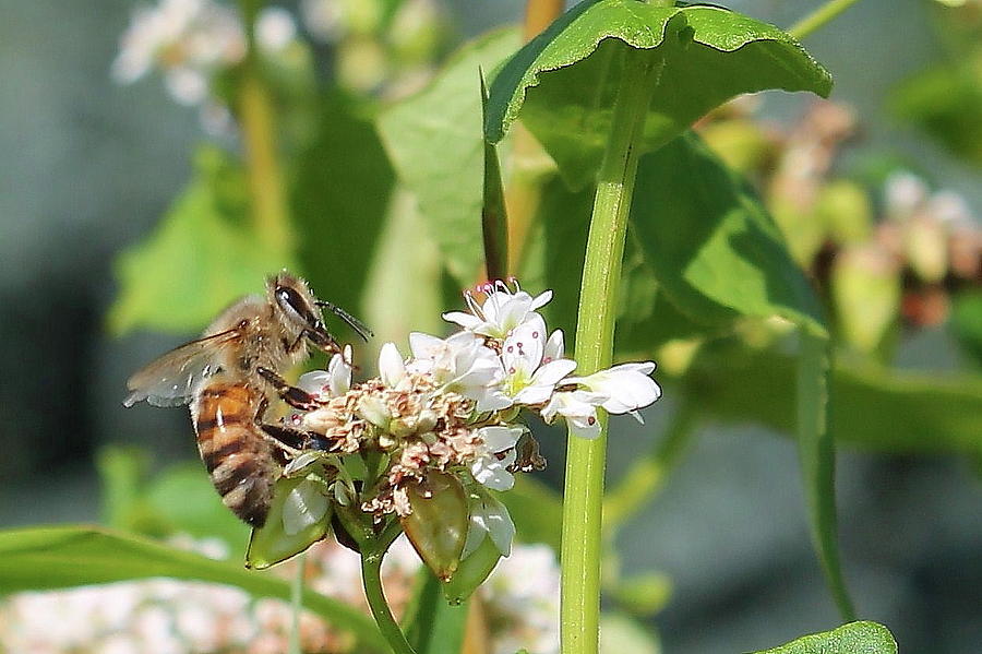 Summer Photograph - Honeybee on Buckwheat  by Bethany Benike