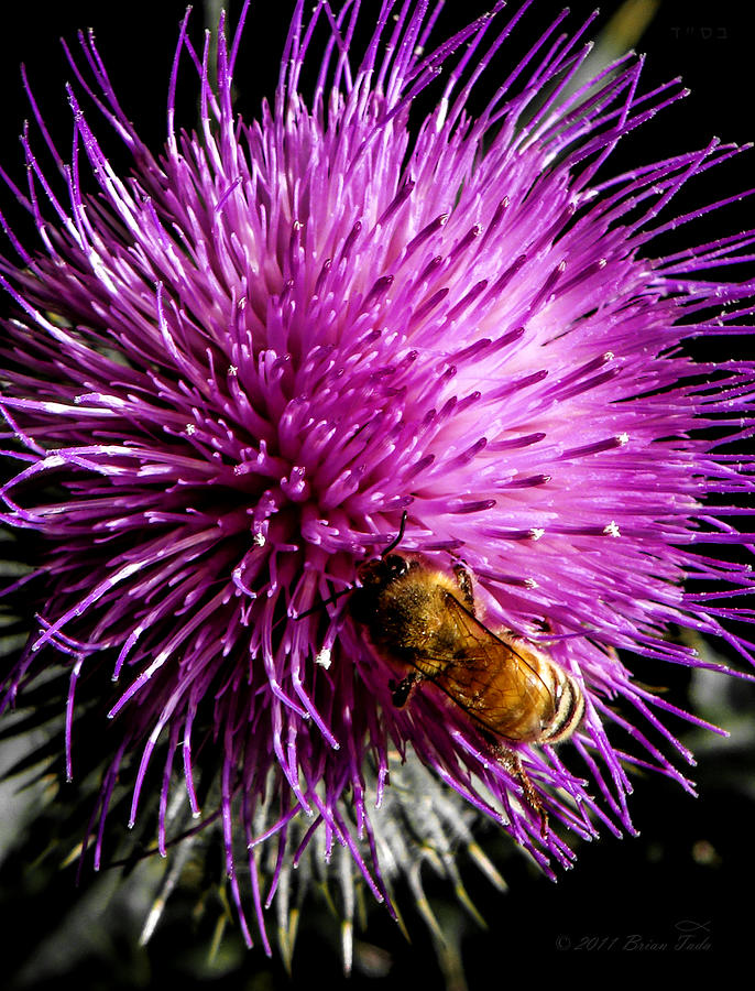 Honeybee on Thistle Blossom Photograph by Brian Tada