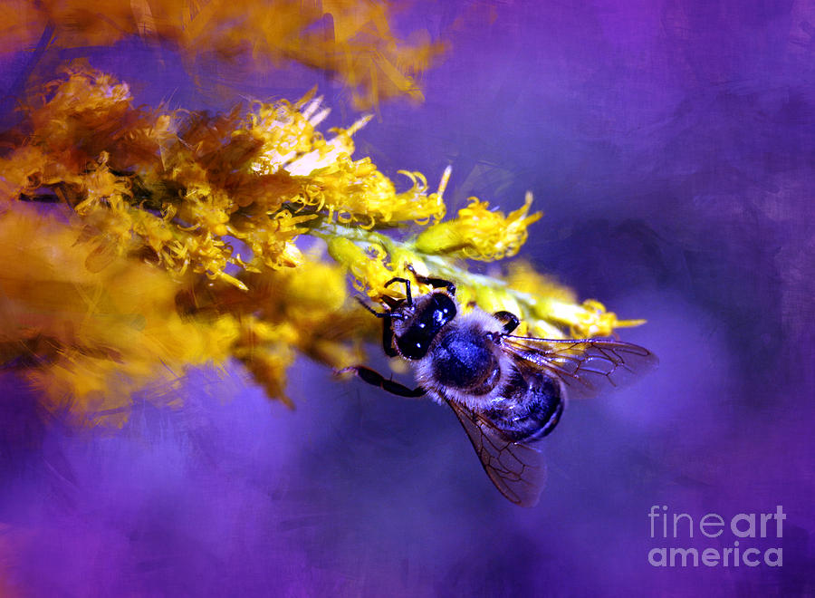 Honeybee on Goldenrod Photograph by Judi Bagwell