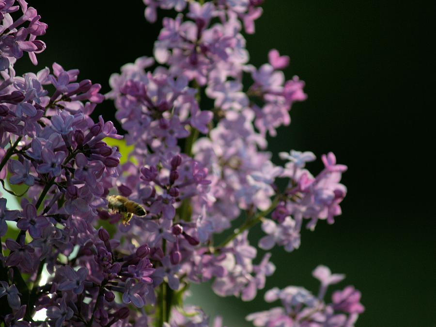 Honeybee on Lilac Photograph by Scott Carlton
