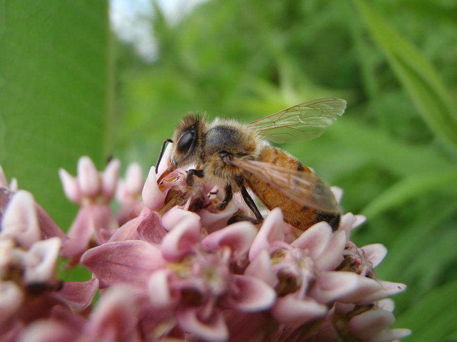 Honeybee on Milkweed Photograph by Senske Art - Fine Art America