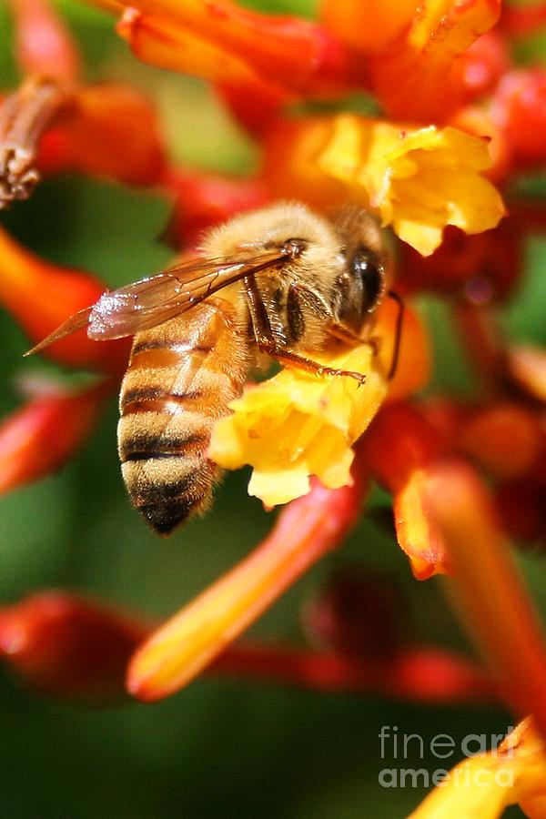 Honeybee on Orange and Yellow Flower Photograph by Robert Wilder Jr