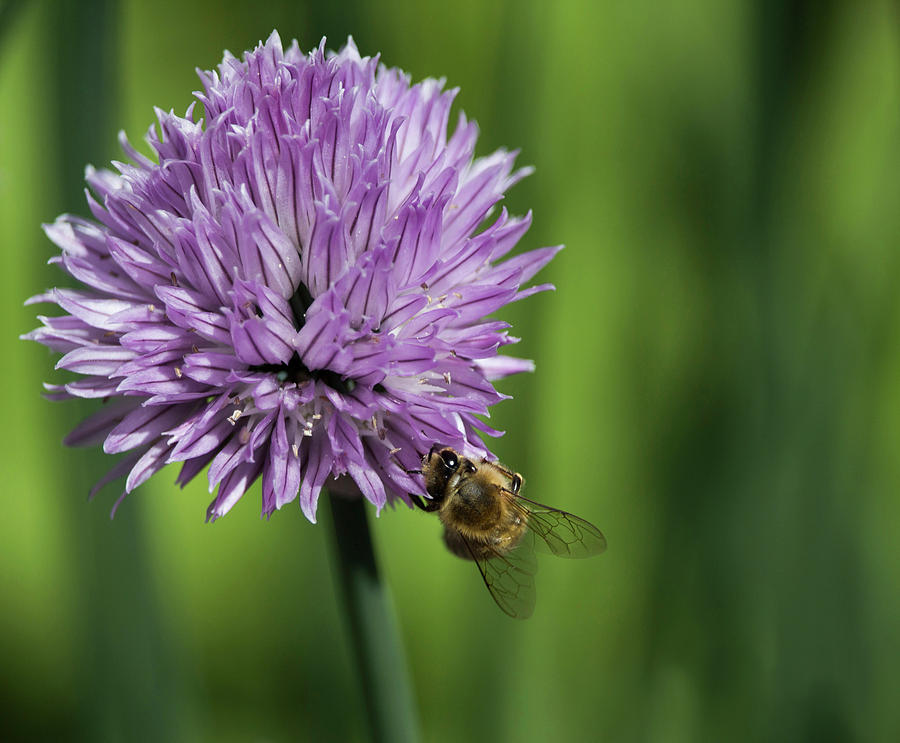 Honeybee On Purple Flower Photograph