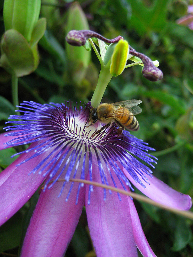Honeybee on Purple Passionflower Photograph by Andrea Freeman | Fine ...