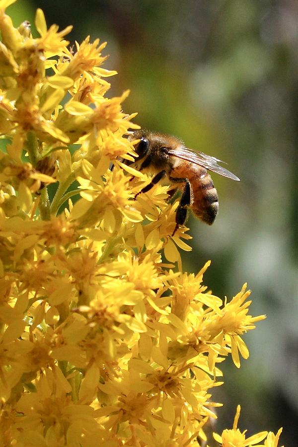 Honeybee on Showy Goldenrod Photograph by Sarah Lilja