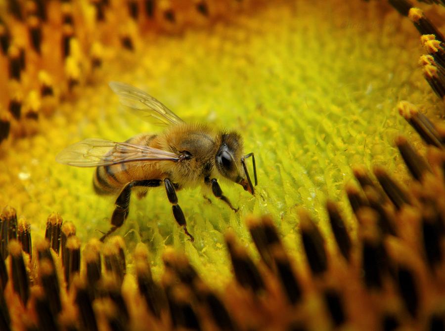 Honeybee on Sunflower Photograph by Chris Berry