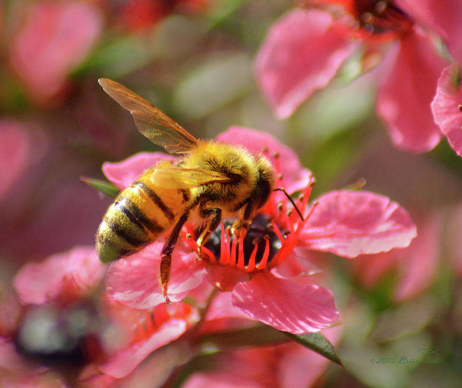 Honeybee On Tea Tree Blossom Photograph