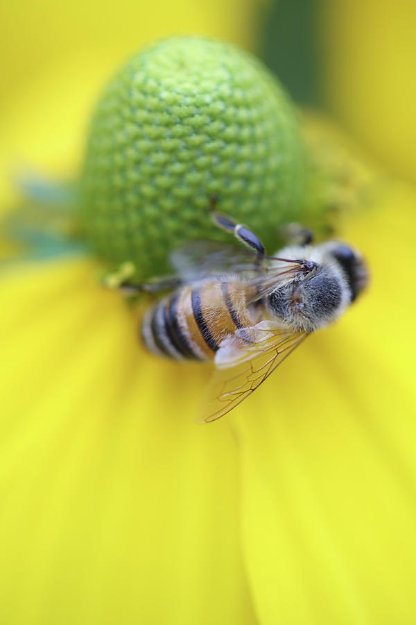  Honeybee on Yellow Photograph by Brooke T Ryan