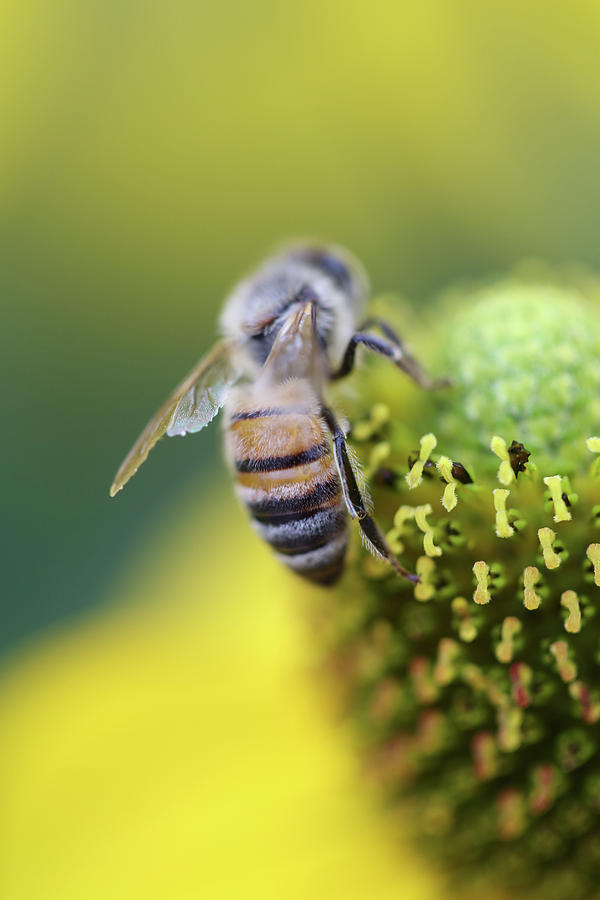 Honeybee on Yellow Coneflower Photograph by Brooke T Ryan