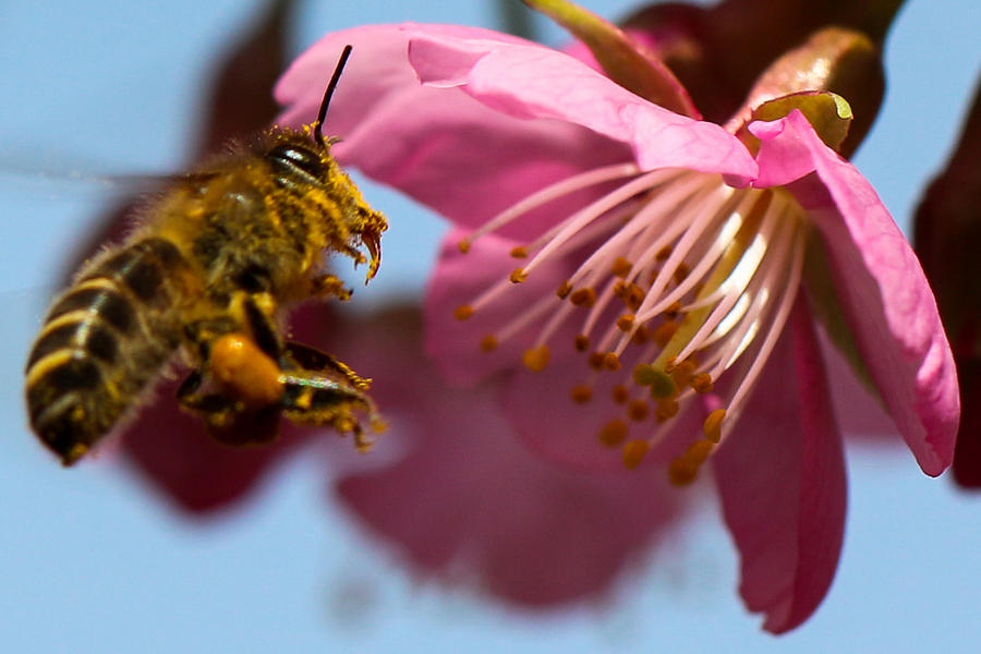 Nature Pyrography - Honeybee by Peteris Vaivars