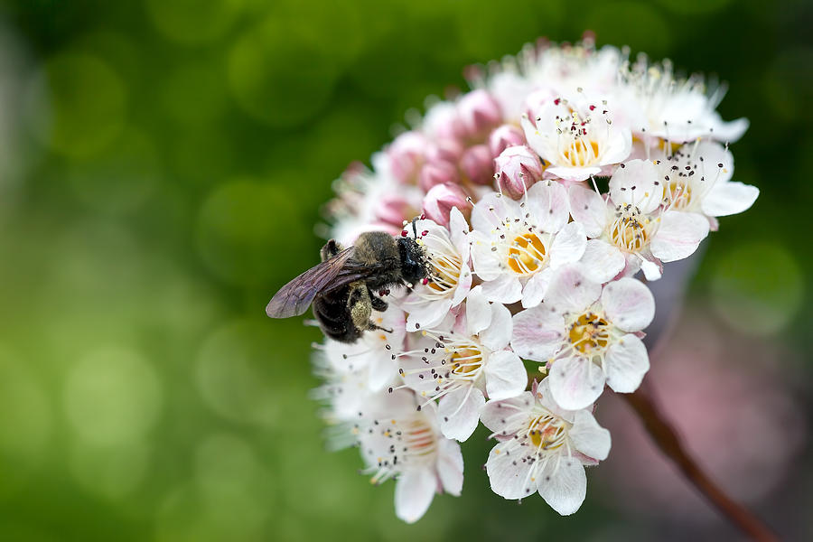 Honeybee Pollinating Flower Macro Photograph By Jit Lim Fine Art America 