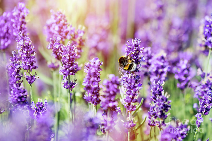 Honeybee pollinating lavender flower field Photograph by Michal Bednarek