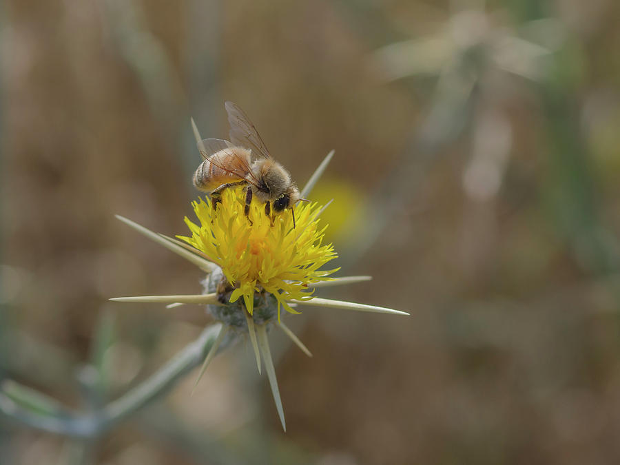 Honeybee Photograph by Rick Mosher