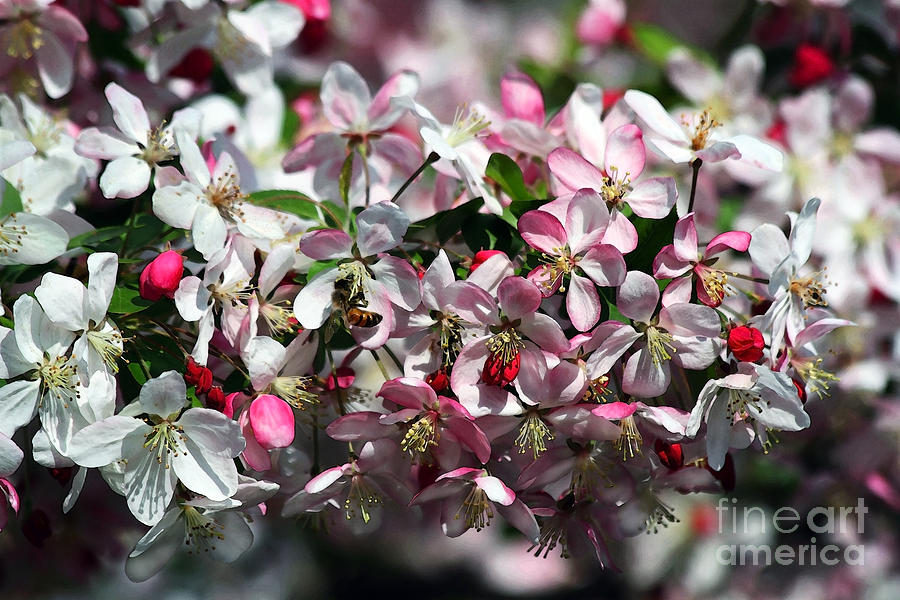 Honeybee Visits Crabapple Blossoms Photograph by Catherine Sherman