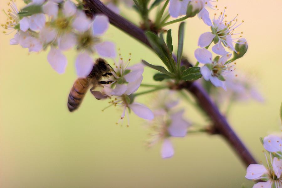 Honeybee working Cherry Blossom Photograph by Scott Carlton